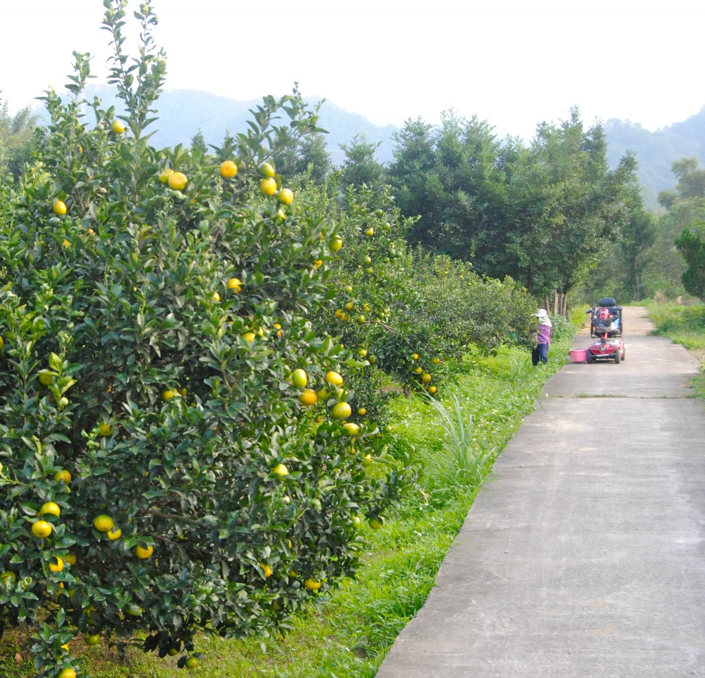 Farming Farming During October In Taiwan