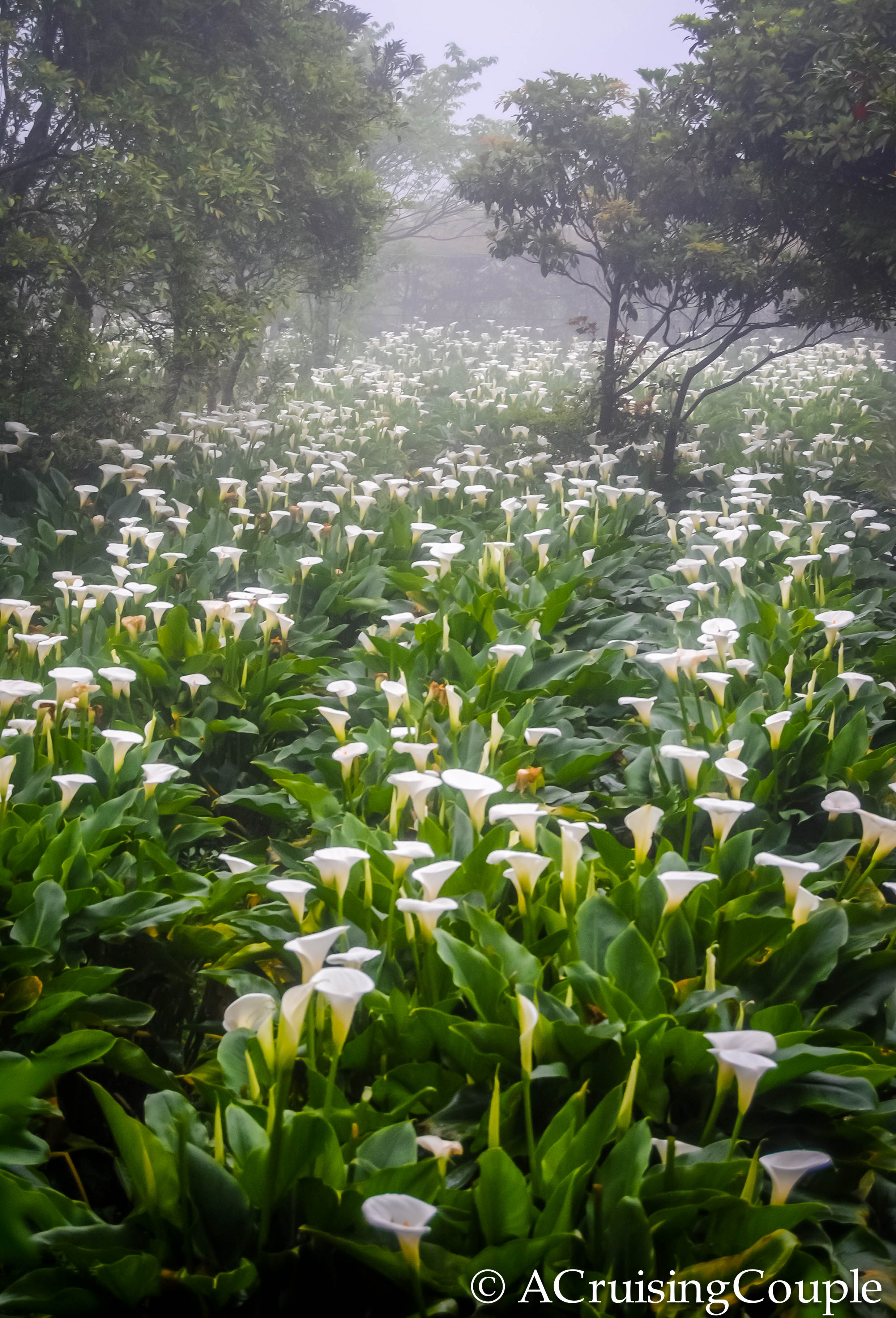 Lilies field