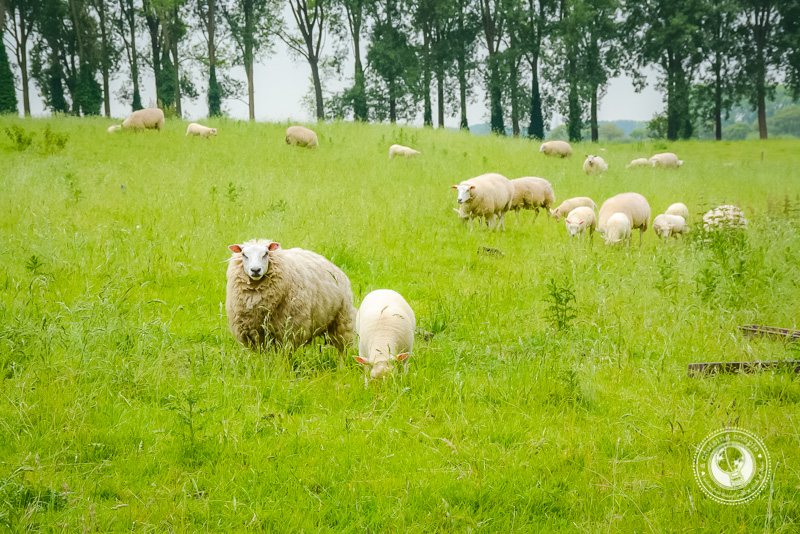 Sheep In Belgium