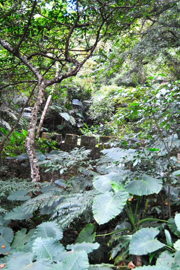 Jungle Path, Lion Head Mountain