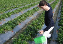 Day 190: Extreme Strawberry Picking