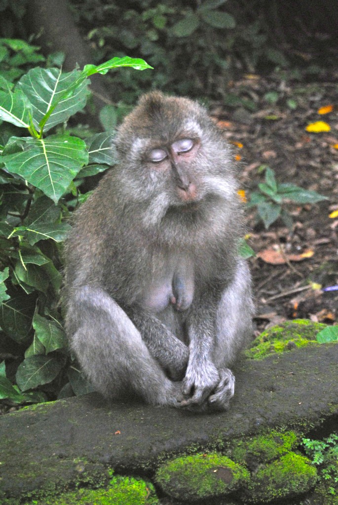 sleeping monkey, Bali
