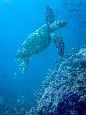Sunday Snapshot | Sea Turtle | Galapagos Islands