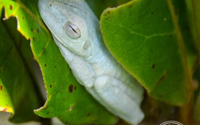 Wildlife in Costa Rica: An Adventure into the Osa