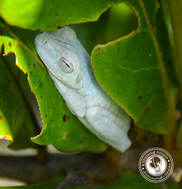 Costa Rica Wildlife Tree Frog