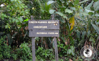 How to Hike Corcovado National Park: The Ultimate Jungle Adventure