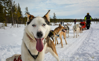 Becoming a Musher: A Day of Husky Dog Sledding