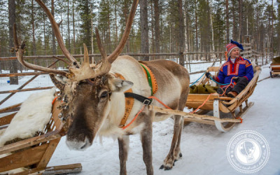 The Culture of Sami Reindeer Herding in Finnish Lapland