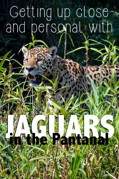 Getting Up Close and Personal With Jaguars in the Pantanal Pinterest text