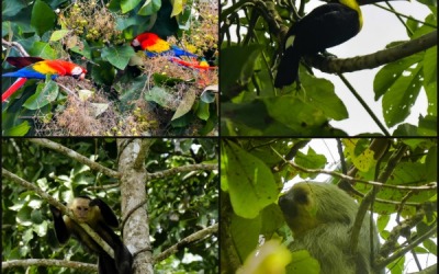 Sunday Snapshot | Wildlife on the Osa | Costa Rica