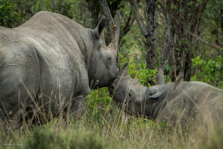 Just One Rhino Campaign
