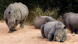 How Saving #JustOneRhino Could Win You A Dream Vacation Of A Lifetime