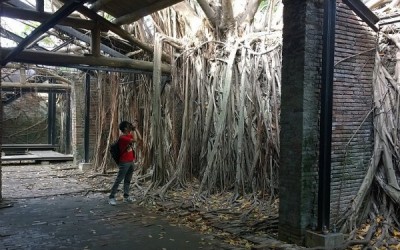 Sunday Snapshot | Afternoon At Anping Tree House | Taiwan
