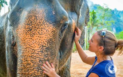 The Ultimate Way To Experience Elephants In Thailand