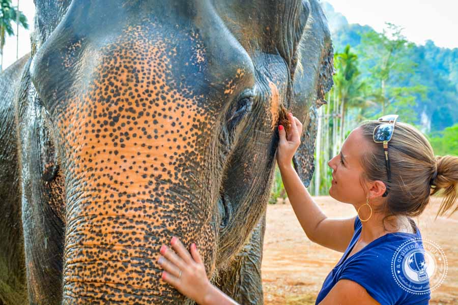 Elephants In Thailand