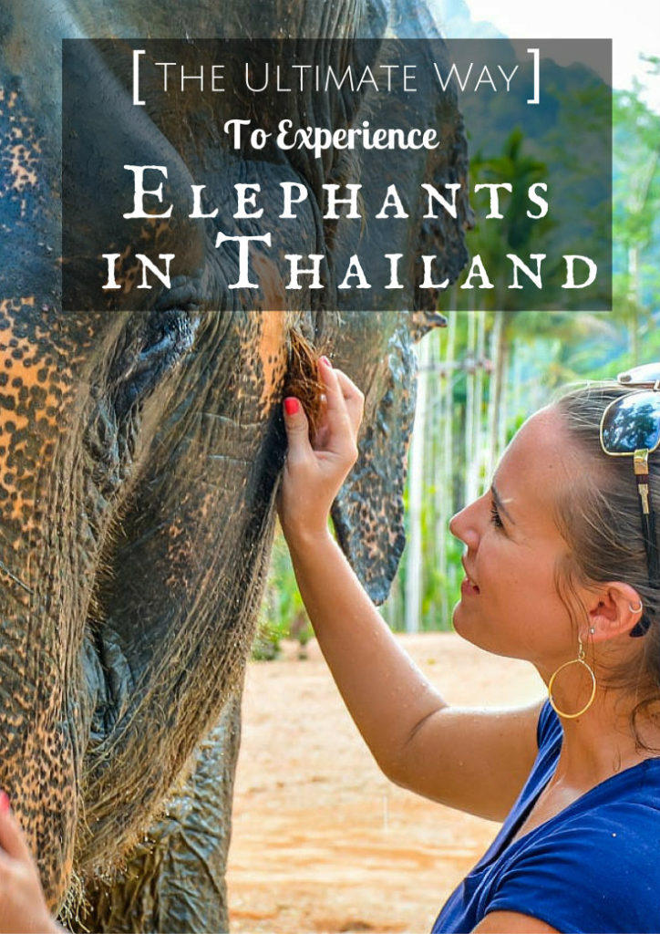 The Ultimate Way To Experience Elephants In Thailand