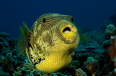 underwater photography fish