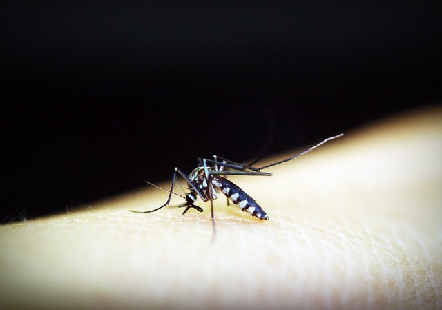 mosquitoe-1548948_640