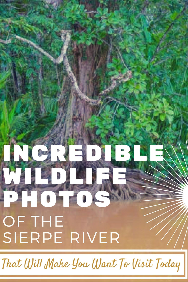 amazing wildlife photos of the sierpe river that will make you want to visit today