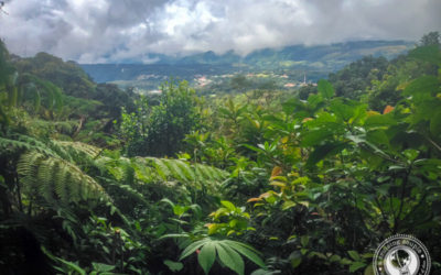 What It’s Like To Run A Marathon In The Jungle: Tackling Costa Rica’s Moon Run