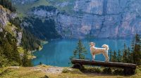 Essential Tips for Traveling with a Dog Safely