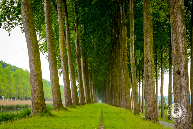 Wooded Landscape Belgium