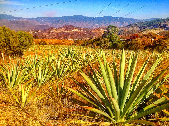 An Inside Look At The Art Of Making Mezcal—Oaxaca, Mexico