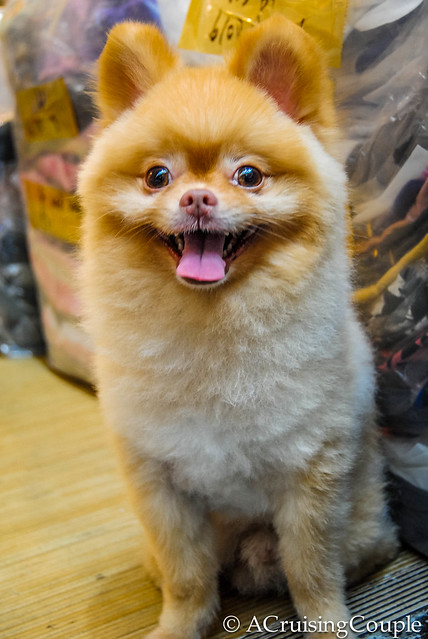 Cute Puppy Smiling