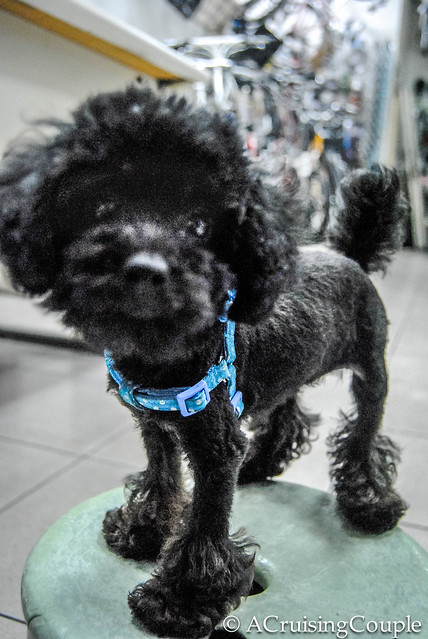 Cute Puppy black