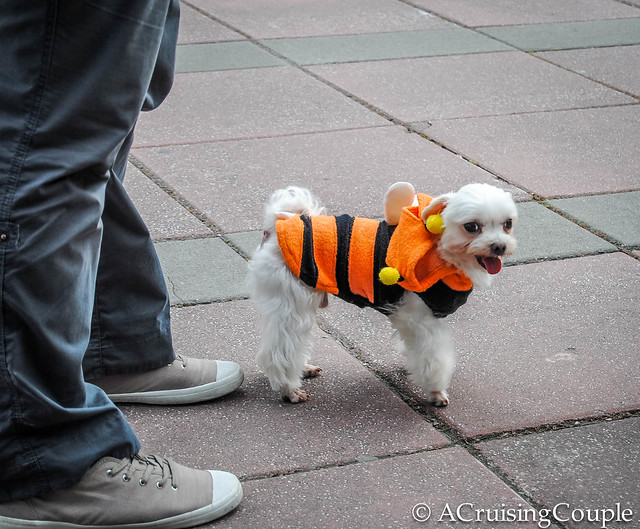 Cute Puppy in Bee Clothes