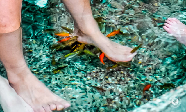 Dragon-Valley-Hotel-Hot-Springs-Taichung-County-Fish-Cleaning-Feet-1024x614.jpg