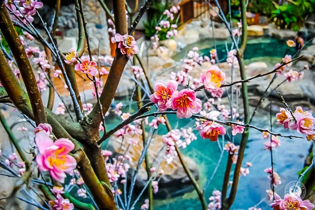Dragon-Valley-Hotel-Hot-Springs-Taiwan-Flowers