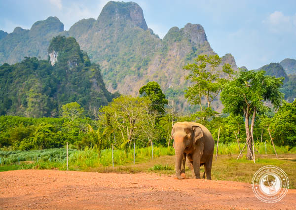 Elephant in Thailand