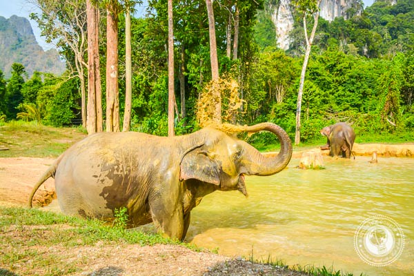 Elephants in Thailand Blowing Water