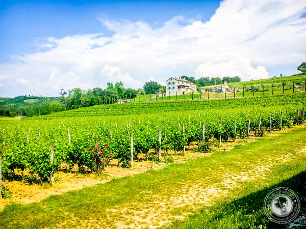 Exploring Croatia Wines at Kabola Vineyards In Istria