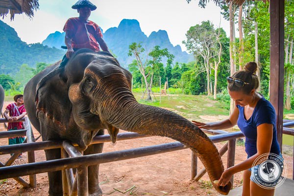 Feeding Elephants in Thailand