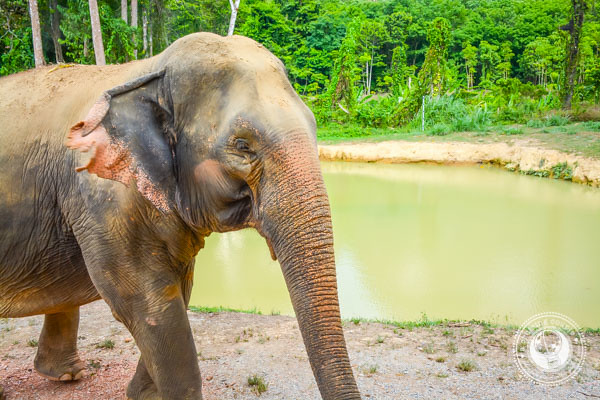 Happy Elephant in thailand