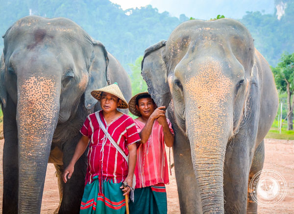 Mahouts and Elephant in Thailand