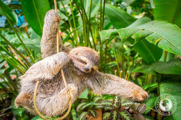 Sloth in Cahuita