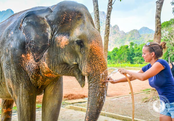 Washing Elephants In Thailand