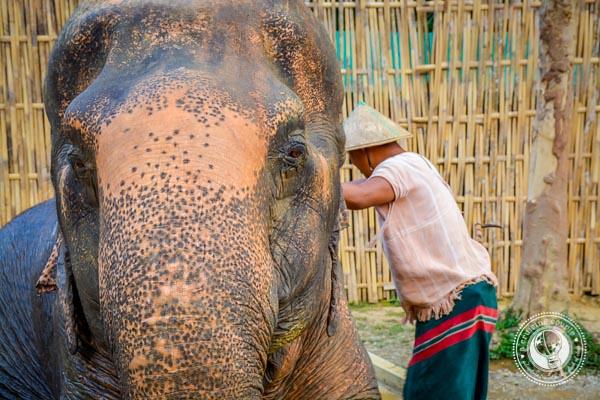 Washing Elephants in Thailand